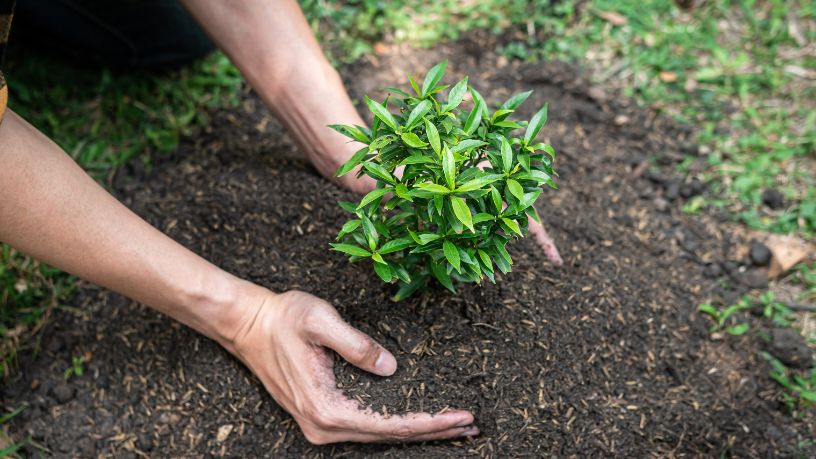 Agenor Vicente Pelissa