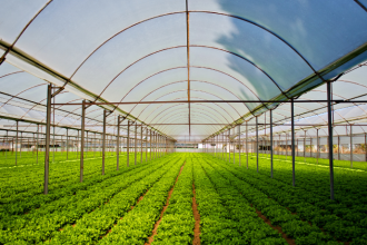 João Eustáquio De Almeida Junior explica como o calendário agrícola é fundamental para planejar a safra com mais eficiência, reduzindo riscos e otimizando resultados.