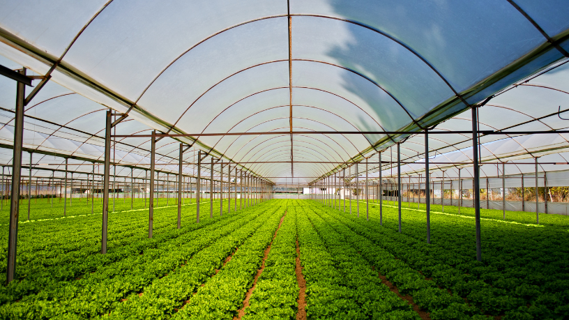 João Eustáquio De Almeida Junior explica como o calendário agrícola é fundamental para planejar a safra com mais eficiência, reduzindo riscos e otimizando resultados.