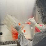 Cientista usando equipamento de proteção trabalha com culturas celulares em um laboratório.