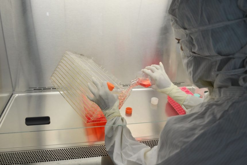 Cientista usando equipamento de proteção trabalha com culturas celulares em um laboratório.