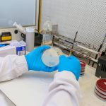 Cientista usando luvas e jaleco segura uma placa de Petri com culturas celulares em um laboratório.