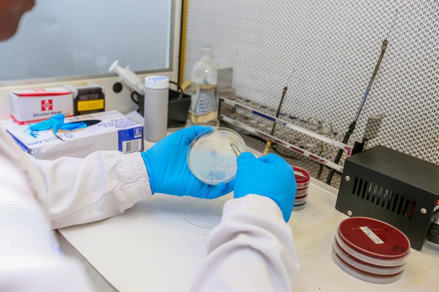 Cientista usando luvas e jaleco segura uma placa de Petri com culturas celulares em um laboratório.